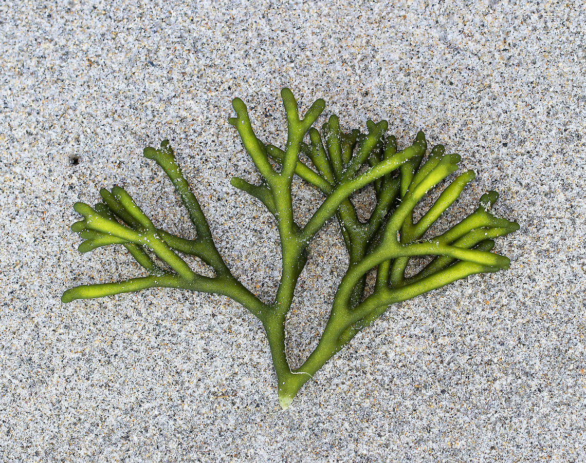 Felty Fingers - Codium fragile Delicate, green seaweed with thick. spongy branches. This fragment was approximately 13-15 cm long. <br />
<br />
Habitat: Spotted washed up on a beach in the intertidal zone.<br />
<figure class="photo"><a href="https://www.jungledragon.com/image/66095/felty_fingers_-_codium_fragile.html" title="Felty Fingers - Codium fragile"><img src="https://s3.amazonaws.com/media.jungledragon.com/images/3232/66095_thumb.jpg?AWSAccessKeyId=05GMT0V3GWVNE7GGM1R2&Expires=1759968010&Signature=bg%2Fj4EINaPamgrYnm9S0SOdgylw%3D" width="200" height="154" alt="Felty Fingers - Codium fragile <br />
Delicate, green seaweed with thick. spongy branches. This fragment was approximately 13-15 cm long. <br />
<br />
Habitat: Spotted washed up on a beach in the intertidal zone.<br />
https://www.jungledragon.com/image/66094/felty_fingers_-_codium_fragile.html<br />
 Codium fragile,Geotagged,Green sea fingers,Summer,United States,codium,dead man&#039;s fingers,felty fingers,forked felt-alga,green fleece,green sea fingers,green seaweed,green sponge,oyster thief,seaweed,sponge seaweed,stag seaweed" /></a></figure> Codium fragile,Geotagged,Green sea fingers,Summer,United States,codium,dead man's fingers,felty fingers,forked felt-alga,green fleece,green sea fingers,green seaweed,green sponge,oyster thief,seaweed,sponge seaweed,stag seaweed
