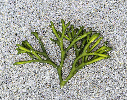 Felty Fingers - Codium fragile Delicate, green seaweed with thick. spongy branches. This fragment was approximately 13-15 cm long. 

Habitat: Spotted washed up on a beach in the intertidal zone.
https://www.jungledragon.com/image/66095/felty_fingers_-_codium_fragile.html Codium fragile,Geotagged,Green sea fingers,Summer,United States,codium,dead man's fingers,felty fingers,forked felt-alga,green fleece,green sea fingers,green seaweed,green sponge,oyster thief,seaweed,sponge seaweed,stag seaweed