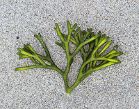 Felty Fingers - Codium fragile Delicate, green seaweed with thick. spongy branches. This fragment was approximately 13-15 cm long. <br />
<br />
Habitat: Spotted washed up on a beach in the intertidal zone.<br />
https://www.jungledragon.com/image/66095/felty_fingers_-_codium_fragile.html Codium fragile,Geotagged,Green sea fingers,Summer,United States,codium,dead man's fingers,felty fingers,forked felt-alga,green fleece,green sea fingers,green seaweed,green sponge,oyster thief,seaweed,sponge seaweed,stag seaweed