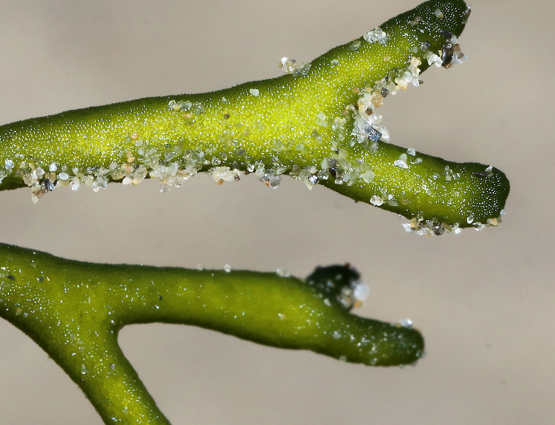 Felty Fingers - Codium fragile <br />
Delicate, green seaweed with thick. spongy branches. This fragment was approximately 13-15 cm long. <br />
<br />
Habitat: Spotted washed up on a beach in the intertidal zone.<br />
<figure class="photo"><a href="https://www.jungledragon.com/image/66094/felty_fingers_-_codium_fragile.html" title="Felty Fingers - Codium fragile"><img src="https://s3.amazonaws.com/media.jungledragon.com/images/3232/66094_thumb.jpg?AWSAccessKeyId=05GMT0V3GWVNE7GGM1R2&Expires=1759968010&Signature=dNvyKBN84IePBlINvaAZvtUhOcs%3D" width="200" height="160" alt="Felty Fingers - Codium fragile Delicate, green seaweed with thick. spongy branches. This fragment was approximately 13-15 cm long. <br />
<br />
Habitat: Spotted washed up on a beach in the intertidal zone.<br />
https://www.jungledragon.com/image/66095/felty_fingers_-_codium_fragile.html Codium fragile,Geotagged,Green sea fingers,Summer,United States,codium,dead man&#039;s fingers,felty fingers,forked felt-alga,green fleece,green sea fingers,green seaweed,green sponge,oyster thief,seaweed,sponge seaweed,stag seaweed" /></a></figure><br />
 Codium fragile,Geotagged,Green sea fingers,Summer,United States,codium,dead man's fingers,felty fingers,forked felt-alga,green fleece,green sea fingers,green seaweed,green sponge,oyster thief,seaweed,sponge seaweed,stag seaweed