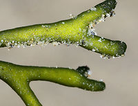 Felty Fingers - Codium fragile <br />
Delicate, green seaweed with thick. spongy branches. This fragment was approximately 13-15 cm long. <br />
<br />
Habitat: Spotted washed up on a beach in the intertidal zone.<br />
https://www.jungledragon.com/image/66094/felty_fingers_-_codium_fragile.html<br />
 Codium fragile,Geotagged,Green sea fingers,Summer,United States,codium,dead man's fingers,felty fingers,forked felt-alga,green fleece,green sea fingers,green seaweed,green sponge,oyster thief,seaweed,sponge seaweed,stag seaweed