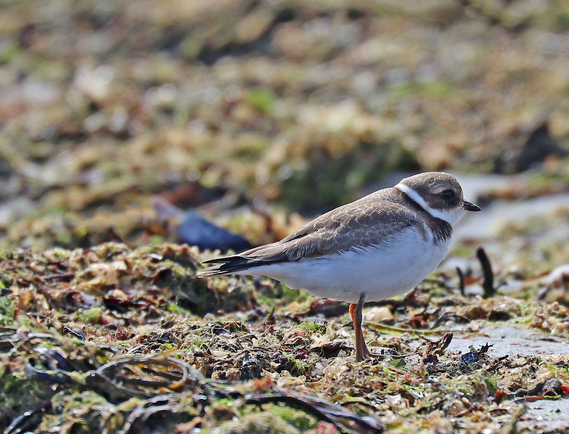 Semipalmated Plover - Charadrius semipalmatus Small shorebird with a brown crown and back. The bill was dark with a small orange spot near the base. Underparts were white. It had a blackish brown ring around its neck.<br />
<br />
Habitat: I spotted a group of these birds on a beach in the intertidal zone. They were foraging among the abundant seaweed.  They would run several steps, stop, stare, and then peck at the seaweed, and then repeat! Charadrius semipalmatus,Geotagged,Semipalmated plover,Summer,United States,bird,plover