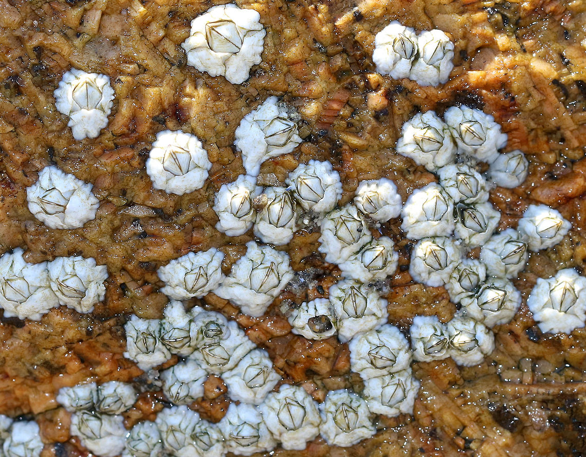 Northern Rock Barnacle - Semibalanus balanoides Common, intertidal barnacles that resemble volcanoes. They have a membranous base and the outer shell consists of white, overlapping, shell-like plates that grow with the animal.<br />
<br />
Habitat: Covering rocks in the intertidal zone. Geotagged,Semibalanus balanoides,Summer,United States,barnacle,barnacles