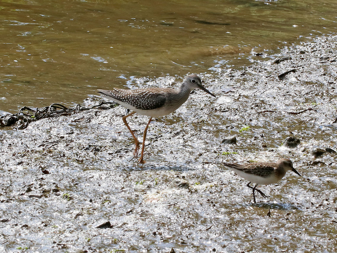 Lesser Yellowlegs - Tringa flavipes I debated whether this bird (on the left) was a greater or lesser yellowlegs, but *think* it is a lesser yellowlegs. But, it also resembles a Solitary Sandpiper or a Stilt Sandpiper.  Any input is welcome!<br />
<br />
They have a long, dark bill, small head, yellow legs, and streaking on their breast. Brown wings with white spots and white underparts.<br />
<br />
Habitat: In the intertidal zone, foraging with friends, including the Semipalmated Sandpiper pictured in the lower right. Geotagged,Lesser Yellowlegs,Summer,Tringa flavipes,United States,bird,shorebird,tringa