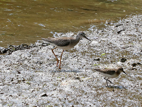 Lesser Yellowlegs - Tringa flavipes I debated whether this bird (on the left) was a greater or lesser yellowlegs, but *think* it is a lesser yellowlegs. But, it also resembles a Solitary Sandpiper or a Stilt Sandpiper.  Any input is welcome!

They have a long, dark bill, small head, yellow legs, and streaking on their breast. Brown wings with white spots and white underparts.

Habitat: In the intertidal zone, foraging with friends, including the Semipalmated Sandpiper pictured in the lower right. Geotagged,Lesser Yellowlegs,Summer,Tringa flavipes,United States,bird,shorebird,tringa