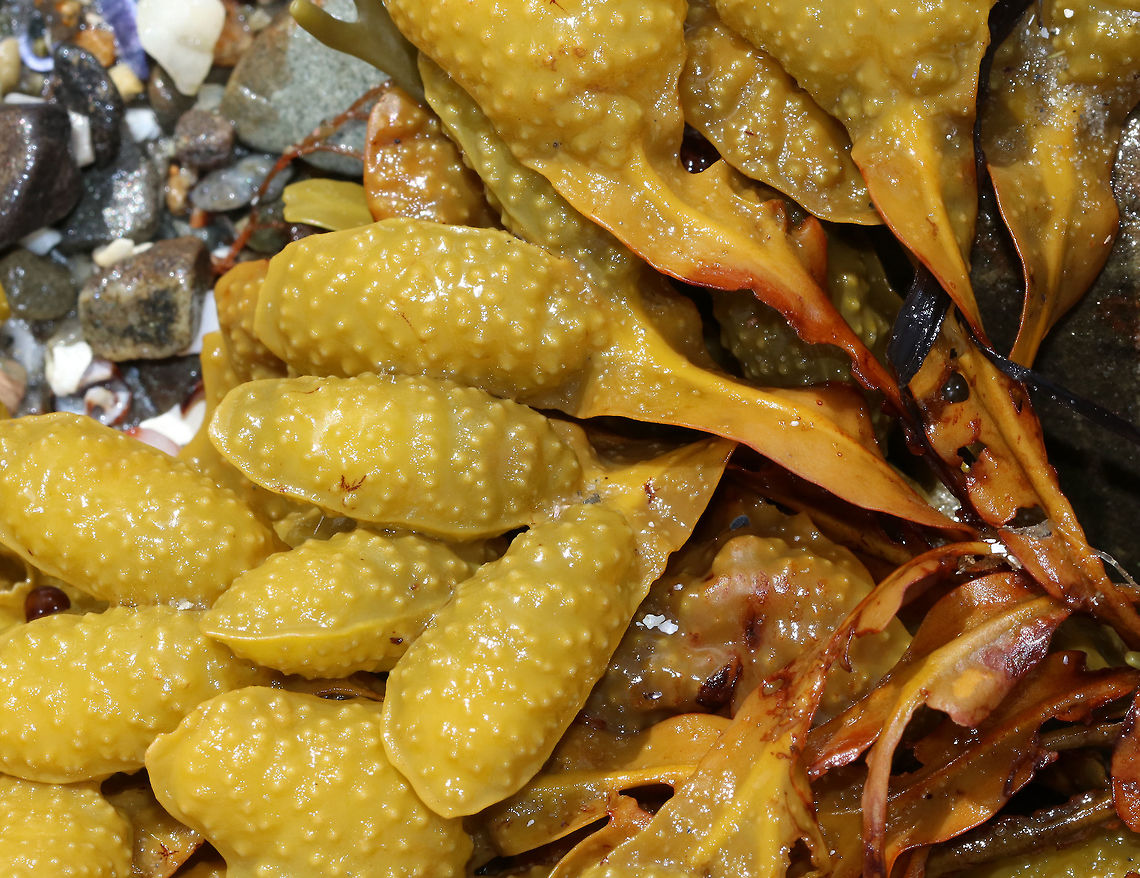 Spiral Wrack - Fucus spiralis This seaweed had bumpy air bladders in pairs.  The fronds grow to 30 cm long.<br />
<br />
Habitat: Spotted in large quantities in the intertidal zone.<br />
<br />
 Fucus spiralis,Geotagged,Spiral wrack,Summer,United States,fucus,seaweed