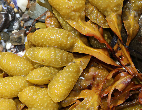 Spiral Wrack - Fucus spiralis This seaweed had bumpy air bladders in pairs.  The fronds grow to 30 cm long.

Habitat: Spotted in large quantities in the intertidal zone.

 Fucus spiralis,Geotagged,Spiral wrack,Summer,United States,fucus,seaweed