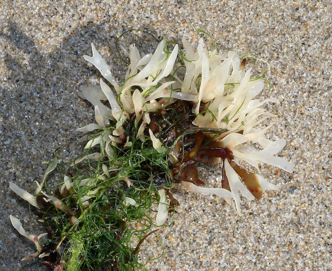 Leaf Weed - Phyllophora pseudoceranoides These plants have ribless, forking blades. The stalks are flattened and rounded.  They are usually red, but this one had been bleached by the sun. It was about 10 cm long.<br />
<br />
Habitat: Washed up in the intertidal zone. Geotagged,Phyllophora,Phyllophora pseudoceranoides,Summer,United States,leaf weed,seaweed
