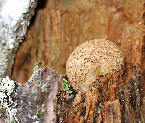 Pigskin Poison Puffball - Scleroderma citrinum Scaly, hard, tan-brown puffball. Inside, the spore mass was black.

Habitat: Growing on rotting wood in a mostly coniferous forest.
https://www.jungledragon.com/image/66162/pigskin_poison_puffball_-_scleroderma_citrinum.html
 Common Earthball,Geotagged,Scleroderma citrinum,Summer,United States,fungus,mushroom,puffball