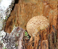 Pigskin Poison Puffball - Scleroderma citrinum Scaly, hard, tan-brown puffball. Inside, the spore mass was black.<br />
<br />
Habitat: Growing on rotting wood in a mostly coniferous forest.<br />
https://www.jungledragon.com/image/66162/pigskin_poison_puffball_-_scleroderma_citrinum.html<br />
 Common Earthball,Geotagged,Scleroderma citrinum,Summer,United States,fungus,mushroom,puffball