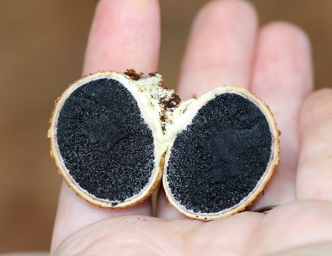 Pigskin Poison Puffball - Scleroderma citrinum <br />
Scaly, hard, tan-brown puffball. Inside, the spore mass was black.<br />
<br />
Habitat: Growing on rotting wood in a mostly coniferous forest.<br />
<figure class="photo"><a href="https://www.jungledragon.com/image/66161/pigskin_poison_puffball_-_scleroderma_citrinum.html" title="Pigskin Poison Puffball - Scleroderma citrinum"><img src="https://s3.amazonaws.com/media.jungledragon.com/images/3232/66161_thumb.jpg?AWSAccessKeyId=05GMT0V3GWVNE7GGM1R2&Expires=1770854410&Signature=bArGPmoUMKMhLbvEu3lN8Z%2Fnv70%3D" width="200" height="172" alt="Pigskin Poison Puffball - Scleroderma citrinum Scaly, hard, tan-brown puffball. Inside, the spore mass was black.<br />
<br />
Habitat: Growing on rotting wood in a mostly coniferous forest.<br />
https://www.jungledragon.com/image/66162/pigskin_poison_puffball_-_scleroderma_citrinum.html<br />
 Common Earthball,Geotagged,Scleroderma citrinum,Summer,United States,fungus,mushroom,puffball" /></a></figure><br />
 Common Earthball,Geotagged,Scleroderma citrinum,Summer,United States,fungus,mushroom,puffball