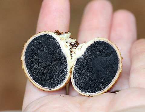 Pigskin Poison Puffball - Scleroderma citrinum 
Scaly, hard, tan-brown puffball. Inside, the spore mass was black.

Habitat: Growing on rotting wood in a mostly coniferous forest.
https://www.jungledragon.com/image/66161/pigskin_poison_puffball_-_scleroderma_citrinum.html
 Common Earthball,Geotagged,Scleroderma citrinum,Summer,United States,fungus,mushroom,puffball