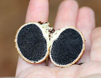 Pigskin Poison Puffball - Scleroderma citrinum <br />
Scaly, hard, tan-brown puffball. Inside, the spore mass was black.<br />
<br />
Habitat: Growing on rotting wood in a mostly coniferous forest.<br />
https://www.jungledragon.com/image/66161/pigskin_poison_puffball_-_scleroderma_citrinum.html<br />
 Common Earthball,Geotagged,Scleroderma citrinum,Summer,United States,fungus,mushroom,puffball