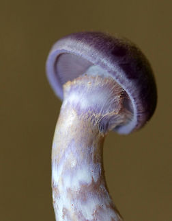 Spotted Cort - Cortinarius iodes Purple, convex cap with white spots near the center. The gills were attached to the stem, nearly distant, purple, and had cinnamon cortina remnants. Short gills were frequent. Stipe was silvery lilac with rusty patches, and white basal mycelium.

Habitat: Growing on the ground in a mixed forest. 
https://www.jungledragon.com/image/66173/spotted_cort_-_cortinarius_iodes.html Cortinarius iodes,Geotagged,Spotted cort,Summer,United States,cortinarius,fungus,mushroom,purple,purple mushroom