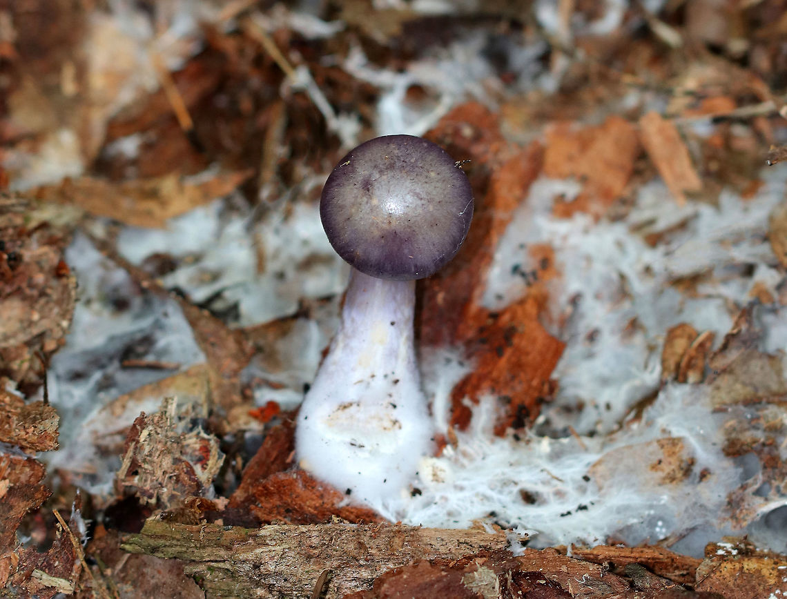 Spotted Cort - Cortinarius iodes Purple, convex cap with white spots near the center. The gills were attached to the stem, nearly distant, purple, and had cinnamon cortina remnants. Short gills were frequent. Stipe was silvery lilac with rusty patches, and white basal mycelium.<br />
<br />
Habitat: Growing on the ground in a mixed forest.<br />
<figure class="photo"><a href="https://www.jungledragon.com/image/66172/spotted_cort_-_cortinarius_iodes.html" title="Spotted Cort - Cortinarius iodes"><img src="https://s3.amazonaws.com/media.jungledragon.com/images/3232/66172_thumb.jpg?AWSAccessKeyId=05GMT0V3GWVNE7GGM1R2&Expires=1759968010&Signature=mLvMys3A%2Fm9m0svObJDcL%2FudXis%3D" width="120" height="152" alt="Spotted Cort - Cortinarius iodes Purple, convex cap with white spots near the center. The gills were attached to the stem, nearly distant, purple, and had cinnamon cortina remnants. Short gills were frequent. Stipe was silvery lilac with rusty patches, and white basal mycelium.<br />
<br />
Habitat: Growing on the ground in a mixed forest. <br />
https://www.jungledragon.com/image/66173/spotted_cort_-_cortinarius_iodes.html Cortinarius iodes,Geotagged,Spotted cort,Summer,United States,cortinarius,fungus,mushroom,purple,purple mushroom" /></a></figure> Cortinarius iodes,Geotagged,Spotted cort,Summer,United States,cortinarius,fungus,mushroom,purple,purple mushroom