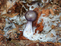 Spotted Cort - Cortinarius iodes Purple, convex cap with white spots near the center. The gills were attached to the stem, nearly distant, purple, and had cinnamon cortina remnants. Short gills were frequent. Stipe was silvery lilac with rusty patches, and white basal mycelium.<br />
<br />
Habitat: Growing on the ground in a mixed forest.<br />
https://www.jungledragon.com/image/66172/spotted_cort_-_cortinarius_iodes.html Cortinarius iodes,Geotagged,Spotted cort,Summer,United States,cortinarius,fungus,mushroom,purple,purple mushroom