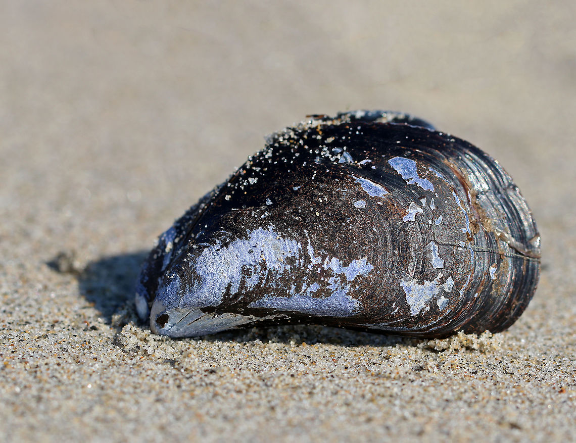 Blue Mussel - Mytilus edulis The shape of the shell is somewhat triangular and elongate with rounded edges. The shell has fine, concentric growth lines but no radiating ribs. The shells of this species are purple, blue or sometimes brown in color, occasionally with radial stripes. <br />
<br />
Habitat: Intertidal zone - the shell had been pried open and the mussel eaten, most likely by a gull. Blue mussel,Geotagged,Mytilus edulis,Summer,United States,mussel,mytilus