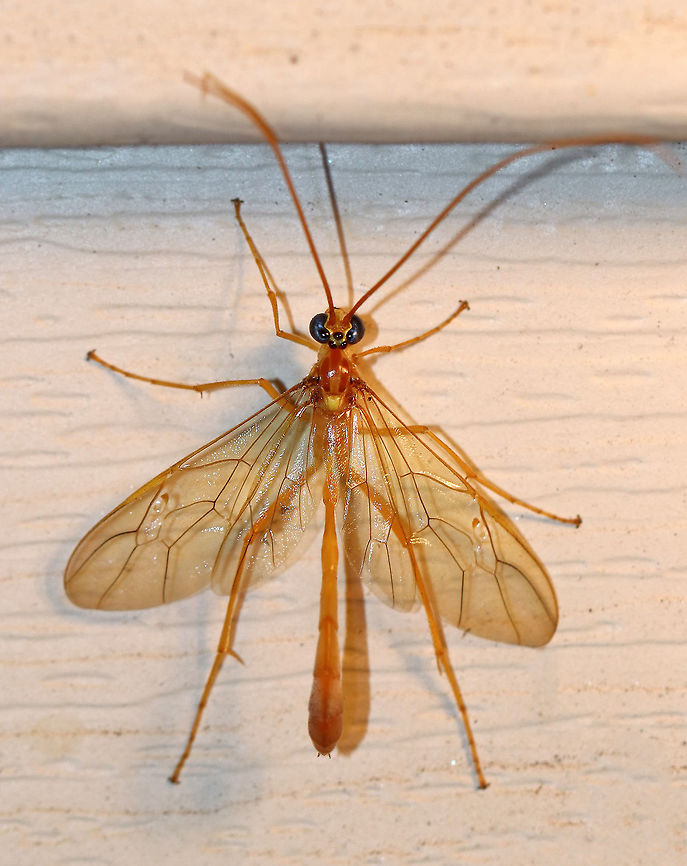 Enicospilus Wasp - Enicospilus purgatus It&#039;s been too cold most nights lately for many moths to come to my light, but I was excited to see this gorgeous wasp a couple nights ago!<br />
<br />
This large was was approximately 25 mm long. Its body was tan, orange, and brown with dark eyes. The antennae  and legs are exceptionally long. Its abdomen was flattened, so that it appeared very narrow from above.<br />
<br />
These are large, stingless wasps are commonly found at porch lights due to their unique habit (at least for wasps) of flying at night (i.e. nocturnal). Their size and shape means they may be mistaken for crane flies. They parasitize the larvae (caterpillars) of various large moths. Because they are parasitic on other insects and don&#039;t defend large colonies, they are harmless to humans.<br />
<br />
Habitat: Attracted to a light at night in a rural area.<br />
<br />
 Enicospilus Wasp,Enicospilus purgatus,Geotagged,Ichneumonidae,Ophioninae,Parasitoid,Summer,United States,wasp