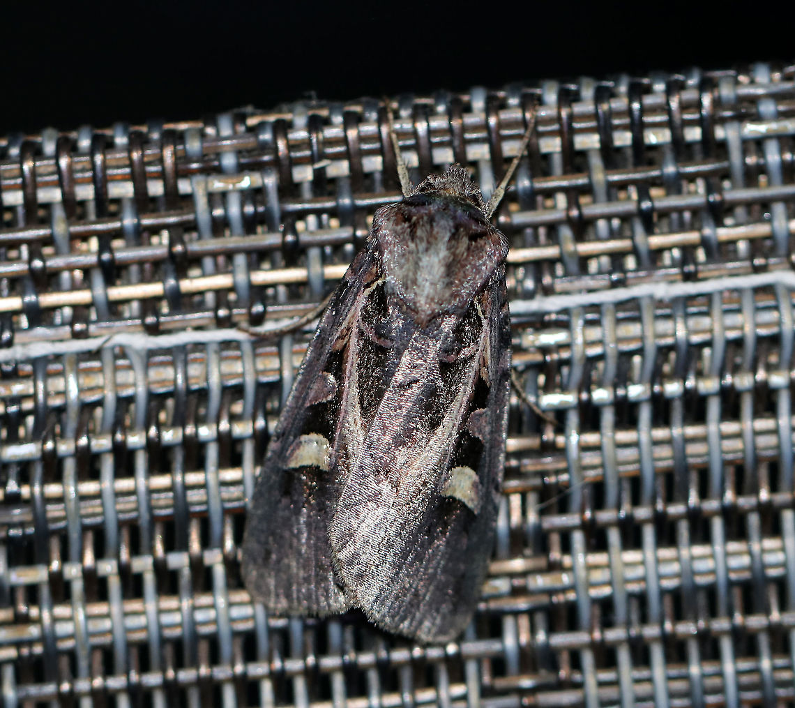 Master's Dart - Feltia herilis Total length: ~20 mm. Gray forewings with a complex pattern of dark markings. The reniform spot is crescent-shaped.<br />
<br />
Habitat: Attracted to a light at night in a rural area. Feltia herilis,Geotagged,Master's Dart,Summer,United States,dart,feltia,moth