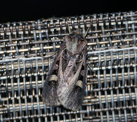 Master's Dart - Feltia herilis Total length: ~20 mm. Gray forewings with a complex pattern of dark markings. The reniform spot is crescent-shaped.

Habitat: Attracted to a light at night in a rural area. Feltia herilis,Geotagged,Master's Dart,Summer,United States,dart,feltia,moth
