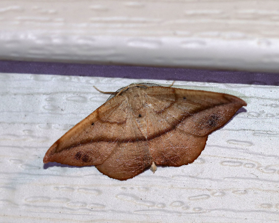 Juniper-Twig Geometer - Patalene olyzonaria Total Wingspan: ~35 mm. Tan/orange forewings with a faint antemedial line and a bold blackish postmedial line that kinks inward before reaching the costa. The subterminal area had some black blotches. Apex is hooked.<br />
<br />
Habitat: Attracted to a light in a rural area. Geotagged,Juniper-Twig Geometer,Juniper-twig geometer,Patalene olyzonaria,Summer,United States,geometer,moth,patalene