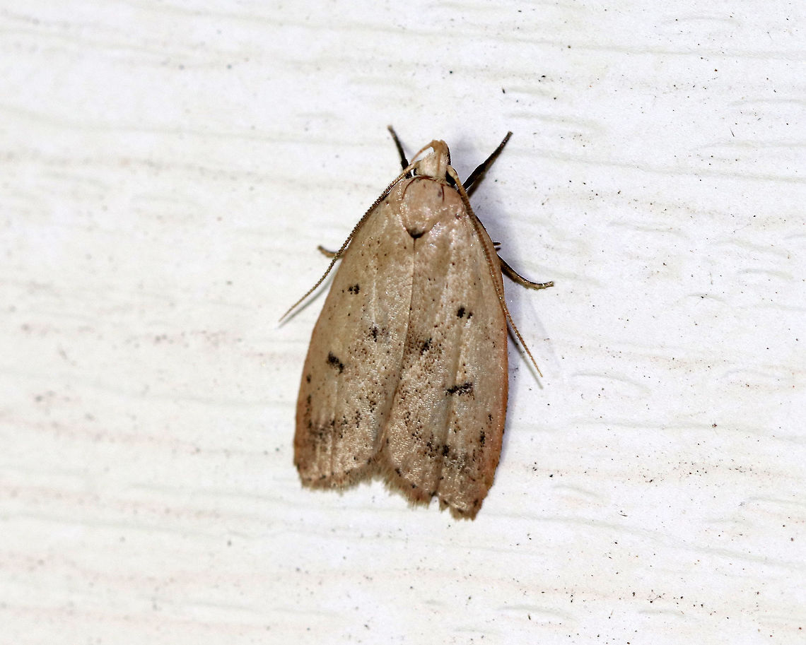 Gold-striped Leaftier - Machimia tentoriferella Brownish gray forewings with two sharp blackish dots in the antemedial and reniform spot positions that form a triangle with a more diffuse spot on inner margin. Postmedial line was diffuse. Upturned labial palps.<br />
<br />
Habitat: Attracted to a light at night in a rural area.<br />
 Geotagged,Gold-striped Leaftier,Machimia tentoriferella,Summer,United States,machimia,moth