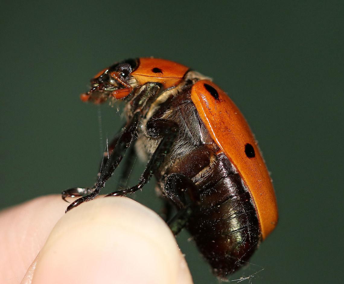 Grapevine Beetle -  Pelidnota punctata This beetle was clumsily flying around my deck, taking out spider webs as it went - note that it is covered in spider silk. It landed on my hand and hung out for a few minutes before it continued it&#039;s awkward flight.<br />
<br />
Description: A large, golden-yellowish orange scarab beetle with peripheral spots on the pronotum and elytra.<br />
<br />
Habitat: Attracted to a light at night in a rural area.<br />
<figure class="photo"><a href="https://www.jungledragon.com/image/66192/grapevine_beetle_-_pelidnota_punctata.html" title="Grapevine Beetle - Pelidnota punctata"><img src="https://s3.amazonaws.com/media.jungledragon.com/images/3232/66192_thumb.jpg?AWSAccessKeyId=05GMT0V3GWVNE7GGM1R2&Expires=1759968010&Signature=lncREOhF5Nm7yOxYhyRnolOQQRw%3D" width="200" height="176" alt="Grapevine Beetle - Pelidnota punctata This beetle was clumsily flying around my deck, taking out spider webs as it went - note that it is covered in spider silk. It landed on my hand and hung out for a few minutes before it continued it&#039;s awkward flight.<br />
<br />
Description: A large, golden-yellowish orange scarab beetle with peripheral spots on the pronotum and elytra.<br />
<br />
Habitat: Attracted to a light at night in a rural area.<br />
https://www.jungledragon.com/image/66191/grapevine_beetle_-_pelidnota_punctata.html<br />
https://www.jungledragon.com/image/66190/grapevine_beetle_-_pelidnota_punctata.html Geotagged,Grapevine beetle,Pelidnota punctata,Summer,United States,beetle,scarab" /></a></figure><br />
<figure class="photo"><a href="https://www.jungledragon.com/image/66191/grapevine_beetle_-_pelidnota_punctata.html" title="Grapevine Beetle - Pelidnota punctata"><img src="https://s3.amazonaws.com/media.jungledragon.com/images/3232/66191_thumb.jpg?AWSAccessKeyId=05GMT0V3GWVNE7GGM1R2&Expires=1759968010&Signature=UwjT8GtO54xl9mLueGF%2BlgpNbvE%3D" width="200" height="160" alt="Grapevine Beetle - Pelidnota punctata **Sorry for the super blurry shot, but I posted it anyway because I find it so fascinating the way beetles fly with their elytra held up. It&#039;s so cool. The elytra help produce lift in flight, but they aren&#039;t that efficient because, although the elytra serve as protection, they also hinder beetles in flight, often making them clumsy fliers.  <br />
<br />
This beetle was clumsily flying around my deck, taking out spider webs as it went - note that it is covered in spider silk. It landed on my hand and hung out for a few minutes before it continued it&#039;s awkward flight.  I took this shot just as it was leaving.<br />
<br />
Description: A large, golden-yellowish orange scarab beetle with peripheral spots on the pronotum and elytra.<br />
<br />
Habitat: Attracted to a light at night in a rural area.<br />
https://www.jungledragon.com/image/66190/grapevine_beetle_-_pelidnota_punctata.html<br />
https://www.jungledragon.com/image/66192/grapevine_beetle_-_pelidnota_punctata.html Geotagged,Grapevine beetle,Pelidnota punctata,Summer,United States,beetle,scarab" /></a></figure> Geotagged,Grapevine beetle,Pelidnota punctata,Summer,United States,beetle,pelidnota,scarab,scarab beetle