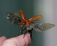 Grapevine Beetle - Pelidnota punctata **Sorry for the super blurry shot, but I posted it anyway because I find it so fascinating the way beetles fly with their elytra held up. It's so cool. The elytra help produce lift in flight, but they aren't that efficient because, although the elytra serve as protection, they also hinder beetles in flight, often making them clumsy fliers. <br />
<br />
This beetle was clumsily flying around my deck, taking out spider webs as it went - note that it is covered in spider silk. It landed on my hand and hung out for a few minutes before it continued it's awkward flight. I took this shot just as it was leaving.<br />
<br />
Description: A large, golden-yellowish orange scarab beetle with peripheral spots on the pronotum and elytra.<br />
<br />
Habitat: Attracted to a light at night in a rural area.<br />
https://www.jungledragon.com/image/66190/grapevine_beetle_-_pelidnota_punctata.html<br />
https://www.jungledragon.com/image/66192/grapevine_beetle_-_pelidnota_punctata.html Geotagged,Grapevine beetle,Pelidnota punctata,Summer,United States,beetle,scarab