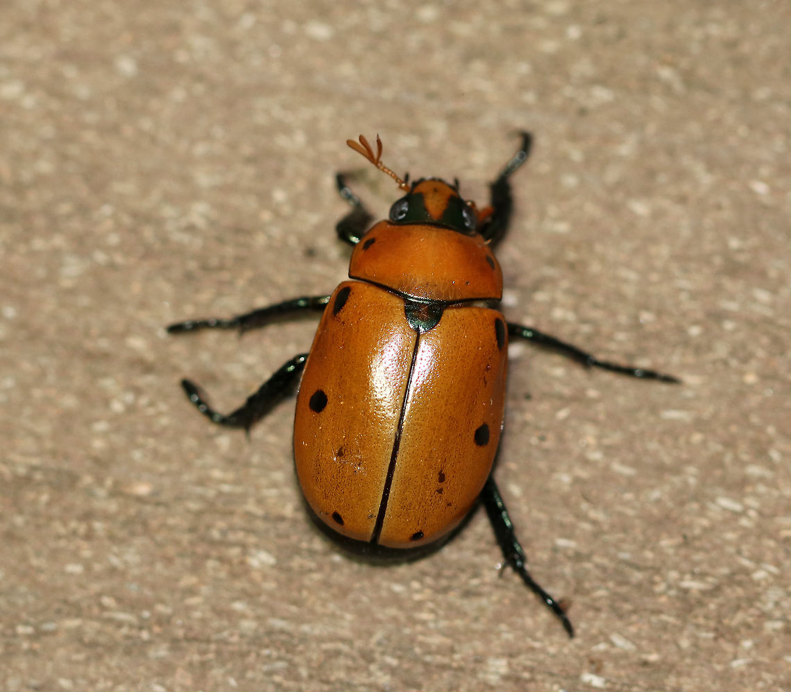 Grapevine Beetle - Pelidnota punctata This beetle was clumsily flying around my deck, taking out spider webs as it went - note that it is covered in spider silk. It landed on my hand and hung out for a few minutes before it continued it&#039;s awkward flight.<br />
<br />
Description: A large, golden-yellowish orange scarab beetle with peripheral spots on the pronotum and elytra.<br />
<br />
Habitat: Attracted to a light at night in a rural area.<br />
<figure class="photo"><a href="https://www.jungledragon.com/image/66191/grapevine_beetle_-_pelidnota_punctata.html" title="Grapevine Beetle - Pelidnota punctata"><img src="https://s3.amazonaws.com/media.jungledragon.com/images/3232/66191_thumb.jpg?AWSAccessKeyId=05GMT0V3GWVNE7GGM1R2&Expires=1759968010&Signature=UwjT8GtO54xl9mLueGF%2BlgpNbvE%3D" width="200" height="160" alt="Grapevine Beetle - Pelidnota punctata **Sorry for the super blurry shot, but I posted it anyway because I find it so fascinating the way beetles fly with their elytra held up. It&#039;s so cool. The elytra help produce lift in flight, but they aren&#039;t that efficient because, although the elytra serve as protection, they also hinder beetles in flight, often making them clumsy fliers.  <br />
<br />
This beetle was clumsily flying around my deck, taking out spider webs as it went - note that it is covered in spider silk. It landed on my hand and hung out for a few minutes before it continued it&#039;s awkward flight.  I took this shot just as it was leaving.<br />
<br />
Description: A large, golden-yellowish orange scarab beetle with peripheral spots on the pronotum and elytra.<br />
<br />
Habitat: Attracted to a light at night in a rural area.<br />
https://www.jungledragon.com/image/66190/grapevine_beetle_-_pelidnota_punctata.html<br />
https://www.jungledragon.com/image/66192/grapevine_beetle_-_pelidnota_punctata.html Geotagged,Grapevine beetle,Pelidnota punctata,Summer,United States,beetle,scarab" /></a></figure><br />
<figure class="photo"><a href="https://www.jungledragon.com/image/66190/grapevine_beetle_-_pelidnota_punctata.html" title="Grapevine Beetle -  Pelidnota punctata"><img src="https://s3.amazonaws.com/media.jungledragon.com/images/3232/66190_thumb.jpg?AWSAccessKeyId=05GMT0V3GWVNE7GGM1R2&Expires=1759968010&Signature=1%2F4LOeE7S0MQf%2F7h8HkeHFX6S28%3D" width="200" height="166" alt="Grapevine Beetle -  Pelidnota punctata This beetle was clumsily flying around my deck, taking out spider webs as it went - note that it is covered in spider silk. It landed on my hand and hung out for a few minutes before it continued it&#039;s awkward flight.<br />
<br />
Description: A large, golden-yellowish orange scarab beetle with peripheral spots on the pronotum and elytra.<br />
<br />
Habitat: Attracted to a light at night in a rural area.<br />
https://www.jungledragon.com/image/66192/grapevine_beetle_-_pelidnota_punctata.html<br />
https://www.jungledragon.com/image/66191/grapevine_beetle_-_pelidnota_punctata.html Geotagged,Grapevine beetle,Pelidnota punctata,Summer,United States,beetle,pelidnota,scarab,scarab beetle" /></a></figure> Geotagged,Grapevine beetle,Pelidnota punctata,Summer,United States,beetle,scarab