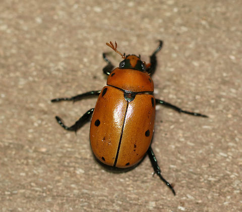 Grapevine Beetle - Pelidnota punctata This beetle was clumsily flying around my deck, taking out spider webs as it went - note that it is covered in spider silk. It landed on my hand and hung out for a few minutes before it continued it's awkward flight.

Description: A large, golden-yellowish orange scarab beetle with peripheral spots on the pronotum and elytra.

Habitat: Attracted to a light at night in a rural area.
https://www.jungledragon.com/image/66191/grapevine_beetle_-_pelidnota_punctata.html
https://www.jungledragon.com/image/66190/grapevine_beetle_-_pelidnota_punctata.html Geotagged,Grapevine beetle,Pelidnota punctata,Summer,United States,beetle,scarab