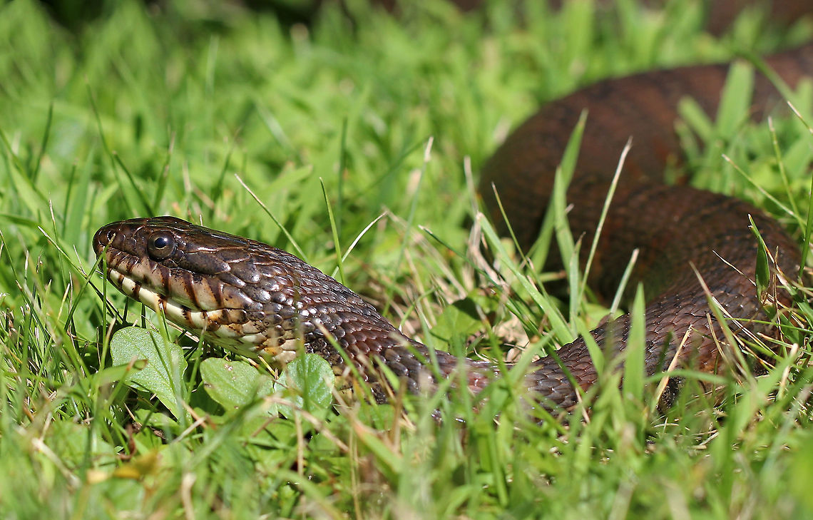 Northern Water Snake - Nerodia sipedon This snake was so sweet and friendly, which I find to be pretty normal for this species. I spotted it basking in the sun on the side of a pond. I sat in the grass near it until it got comfortable enough with me to slither closer so it could check me out, thus enabling me to get this shot.<br />
<br />
Its dorsum was strongly keeled and was a dark grayish color. It had a pattern of reddish brown bands on its venter.<br />
<br />
This snake is currently secure in Connecticut, but many are killed each year as they are mistaken for venomous snakes.<br />
Geotagged,Nerodia sipedon,Northern water snake,Summer,United States,nerodia,northern water snake,snake