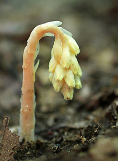 Yellow Pine Sap - Monotropa hypopitys The yellow pine sap is a mycotroph, which means that it is a parasitic plant that obtains all its nutrients by stealing them from the roots of a tree. It does this not by entering the host directly, but with the help of a fungal intermediary. Like other mycotrophs, yellow pine-sap has no green tissues.

Habitat: Growing on the ground in a mixed forest. Dutchman's pipe,Geotagged,Hypopitys,Hypopitys monotropa,Monotropa hypopitys,Summer,United States