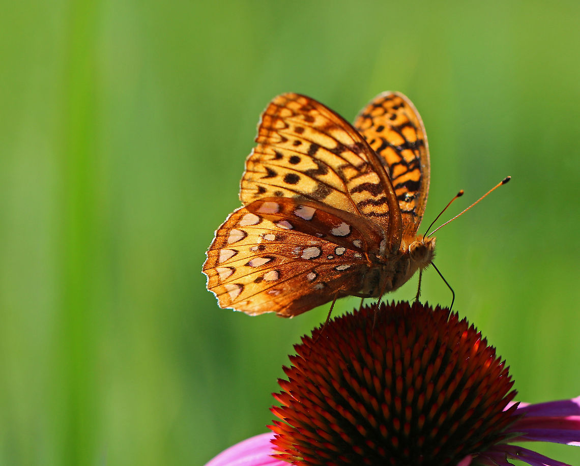 Great Spangled Fritillary - Speyeria cybele Large butterfly with mostly brown, orange, and black coloring. The underside of the hindwings have large, silver spots.<br />
<br />
Habitat: Drinking nectar and fluttering around in a rural garden. Geotagged,Great Spangled Fritillary,Speyeria,Speyeria cybele,Summer,United States,butterfly