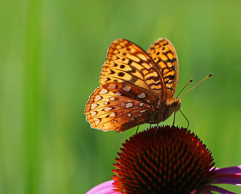 Great Spangled Fritillary - Speyeria cybele Large butterfly with mostly brown, orange, and black coloring. The underside of the hindwings have large, silver spots.

Habitat: Drinking nectar and fluttering around in a rural garden. Geotagged,Great Spangled Fritillary,Speyeria,Speyeria cybele,Summer,United States,butterfly