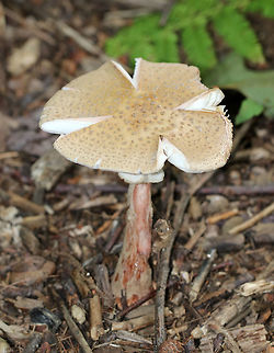 Eastern American Blusher - Amanita amerirubescens Tan cap with remnants of volva present as warts. Cream colored gills. Stem had a reddish pink hue, a skirt-like ring, and ended with a slightly enlarged base. This mushroom was at least 10 cm tall.

Habitat: Pine/oak forest.
https://www.jungledragon.com/image/66214/eastern_american_blusher_-_amanita_amerirubescens.html
https://www.jungledragon.com/image/66215/eastern_american_blusher_-_amanita_amerirubescens.html Amanita amerirubescens,Amanita amerirubescens group,Eastern American Blusher,Geotagged,Summer,United States,amanita,blusher,fungus,mushroom