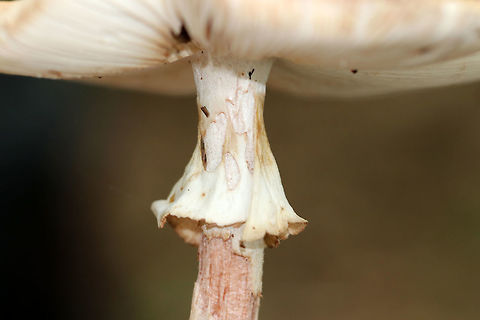 Eastern American Blusher - Amanita amerirubescens Tan cap with remnants of volva present as warts. Cream colored gills. Stem had a reddish pink hue, a skirt-like ring, and ended with a slightly enlarged base. This mushroom was at least 10 cm tall.

Habitat: Pine/oak forest.
https://www.jungledragon.com/image/66215/eastern_american_blusher_-_amanita_amerirubescens.html
https://www.jungledragon.com/image/66210/eastern_american_blusher_-_amanita_amerirubescens.html Amanita amerirubescens,Eastern American Blusher,Geotagged,Summer,United States,amanita,fungus,mushroom