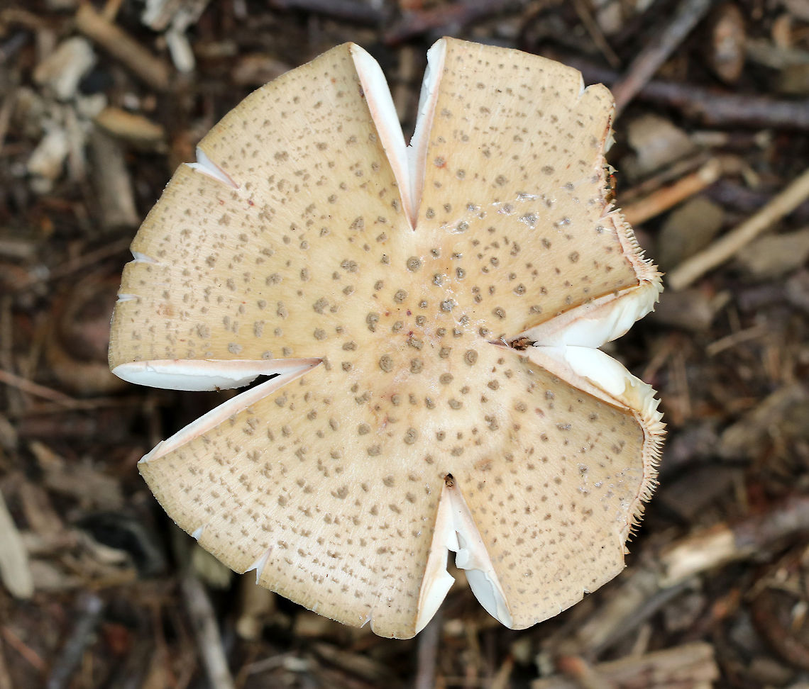 Eastern American Blusher - Amanita amerirubescens Tan cap with remnants of volva present as warts. Cream colored gills. Stem had a reddish pink hue, a skirt-like ring, and ended with a slightly enlarged base. This mushroom was at least 10 cm tall.<br />
<br />
Habitat: Pine/oak forest.<br />
<figure class="photo"><a href="https://www.jungledragon.com/image/66210/eastern_american_blusher_-_amanita_amerirubescens.html" title="Eastern American Blusher - Amanita amerirubescens"><img src="https://s3.amazonaws.com/media.jungledragon.com/images/3232/66210_thumb.jpg?AWSAccessKeyId=05GMT0V3GWVNE7GGM1R2&Expires=1767225610&Signature=lGFhvigkKfRnn2z%2B4xRDTNsa7Ik%3D" width="118" height="152" alt="Eastern American Blusher - Amanita amerirubescens Tan cap with remnants of volva present as warts. Cream colored gills. Stem had a reddish pink hue, a skirt-like ring, and ended with a slightly enlarged base. This mushroom was at least 10 cm tall.<br />
<br />
Habitat: Pine/oak forest.<br />
https://www.jungledragon.com/image/66214/eastern_american_blusher_-_amanita_amerirubescens.html<br />
https://www.jungledragon.com/image/66215/eastern_american_blusher_-_amanita_amerirubescens.html Amanita amerirubescens,Amanita amerirubescens group,Eastern American Blusher,Geotagged,Summer,United States,amanita,blusher,fungus,mushroom" /></a></figure><br />
<figure class="photo"><a href="https://www.jungledragon.com/image/66214/eastern_american_blusher_-_amanita_amerirubescens.html" title="Eastern American Blusher - Amanita amerirubescens"><img src="https://s3.amazonaws.com/media.jungledragon.com/images/3232/66214_thumb.jpg?AWSAccessKeyId=05GMT0V3GWVNE7GGM1R2&Expires=1767225610&Signature=7lP0ZaOl45lKVVUEw5Jic6vMYAU%3D" width="200" height="134" alt="Eastern American Blusher - Amanita amerirubescens Tan cap with remnants of volva present as warts. Cream colored gills. Stem had a reddish pink hue, a skirt-like ring, and ended with a slightly enlarged base. This mushroom was at least 10 cm tall.<br />
<br />
Habitat: Pine/oak forest.<br />
https://www.jungledragon.com/image/66215/eastern_american_blusher_-_amanita_amerirubescens.html<br />
https://www.jungledragon.com/image/66210/eastern_american_blusher_-_amanita_amerirubescens.html Amanita amerirubescens,Eastern American Blusher,Geotagged,Summer,United States,amanita,fungus,mushroom" /></a></figure> Amanita amerirubescens,Eastern American Blusher,Geotagged,Summer,United States,amanita,fungus,mushroom