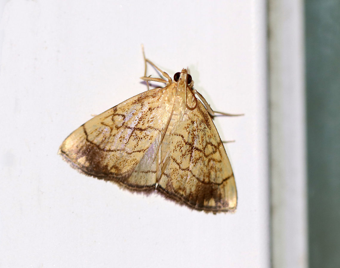 Purple-backed Cabbageworm - Evergestis pallidata Wingspan: ~ 25 mm. Forewings were pale yellowish to light brown with sharp median and PM lines. A ring-like marking in the upper median area resembles a tied knot, which is a diagnostic feature. Hindwings are light gray with dark terminal band and partial PM line.<br />
<br />
Habitat: Attracted to a light at night in a rural area. Evergestis,Evergestis pallidata,Geotagged,Purple-backed Cabbageworm,Summer,United States,moth
