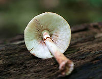Eastern American Blusher - Amanita amerirubescens This is by far one of the most common mushrooms that I find from CT, NY, MA, and ME! They seem to grow everywhere!<br />
<br />
Tan cap with remnants of volva present as warts. Cream colored gills. Stem had a reddish pink hue, a skirt-like ring, and ended with a slightly enlarged base. These mushrooms were 8-10 cm tall.<br />
<br />
Habitat: Mixed forest<br />
https://www.jungledragon.com/image/66225/eastern_american_blusher_-_amanita_amerirubescens.html<br />
https://www.jungledragon.com/image/66226/eastern_american_blusher_-_amanita_amerirubescens.html Amanita amerirubescens,Eastern American Blusher,Geotagged,Summer,United States,blusher,fungus,mushroom