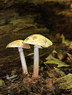 Eastern American Blusher - Amanita amerirubescens This is by far one of the most common mushrooms that I find from CT, NY, MA, and ME! They seem to grow everywhere!

Tan cap with remnants of volva present as warts. Cream colored gills. Stem had a reddish pink hue, a skirt-like ring, and ended with a slightly enlarged base. These mushrooms were 8-10 cm tall.

Habitat: Mixed forest
https://www.jungledragon.com/image/66226/eastern_american_blusher_-_amanita_amerirubescens.html
https://www.jungledragon.com/image/66224/eastern_american_blusher_-_amanita_amerirubescens.html Amanita amerirubescens,Eastern American Blusher,Geotagged,Summer,United States,blusher,fungus,mushroom