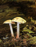 Eastern American Blusher - Amanita amerirubescens This is by far one of the most common mushrooms that I find from CT, NY, MA, and ME! They seem to grow everywhere!<br />
<br />
Tan cap with remnants of volva present as warts. Cream colored gills. Stem had a reddish pink hue, a skirt-like ring, and ended with a slightly enlarged base. These mushrooms were 8-10 cm tall.<br />
<br />
Habitat: Mixed forest<br />
https://www.jungledragon.com/image/66226/eastern_american_blusher_-_amanita_amerirubescens.html<br />
https://www.jungledragon.com/image/66224/eastern_american_blusher_-_amanita_amerirubescens.html Amanita amerirubescens,Eastern American Blusher,Geotagged,Summer,United States,blusher,fungus,mushroom