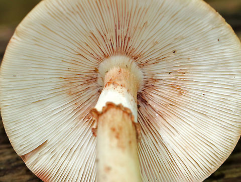 Eastern American Blusher - Amanita amerirubescens This is by far one of the most common mushrooms that I find from CT, NY, MA, and ME! They seem to grow everywhere!

Tan cap with remnants of volva present as warts. Cream colored gills. Stem had a reddish pink hue, a skirt-like ring, and ended with a slightly enlarged base. These mushrooms were 8-10 cm tall.

Habitat: Mixed forest
https://www.jungledragon.com/image/66224/eastern_american_blusher_-_amanita_amerirubescens.html
https://www.jungledragon.com/image/66225/eastern_american_blusher_-_amanita_amerirubescens.html Amanita amerirubescens,Eastern American Blusher,Geotagged,Summer,United States,blusher,fungus,mushroom