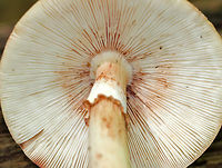 Eastern American Blusher - Amanita amerirubescens This is by far one of the most common mushrooms that I find from CT, NY, MA, and ME! They seem to grow everywhere!<br />
<br />
Tan cap with remnants of volva present as warts. Cream colored gills. Stem had a reddish pink hue, a skirt-like ring, and ended with a slightly enlarged base. These mushrooms were 8-10 cm tall.<br />
<br />
Habitat: Mixed forest<br />
https://www.jungledragon.com/image/66224/eastern_american_blusher_-_amanita_amerirubescens.html<br />
https://www.jungledragon.com/image/66225/eastern_american_blusher_-_amanita_amerirubescens.html Amanita amerirubescens,Eastern American Blusher,Geotagged,Summer,United States,blusher,fungus,mushroom