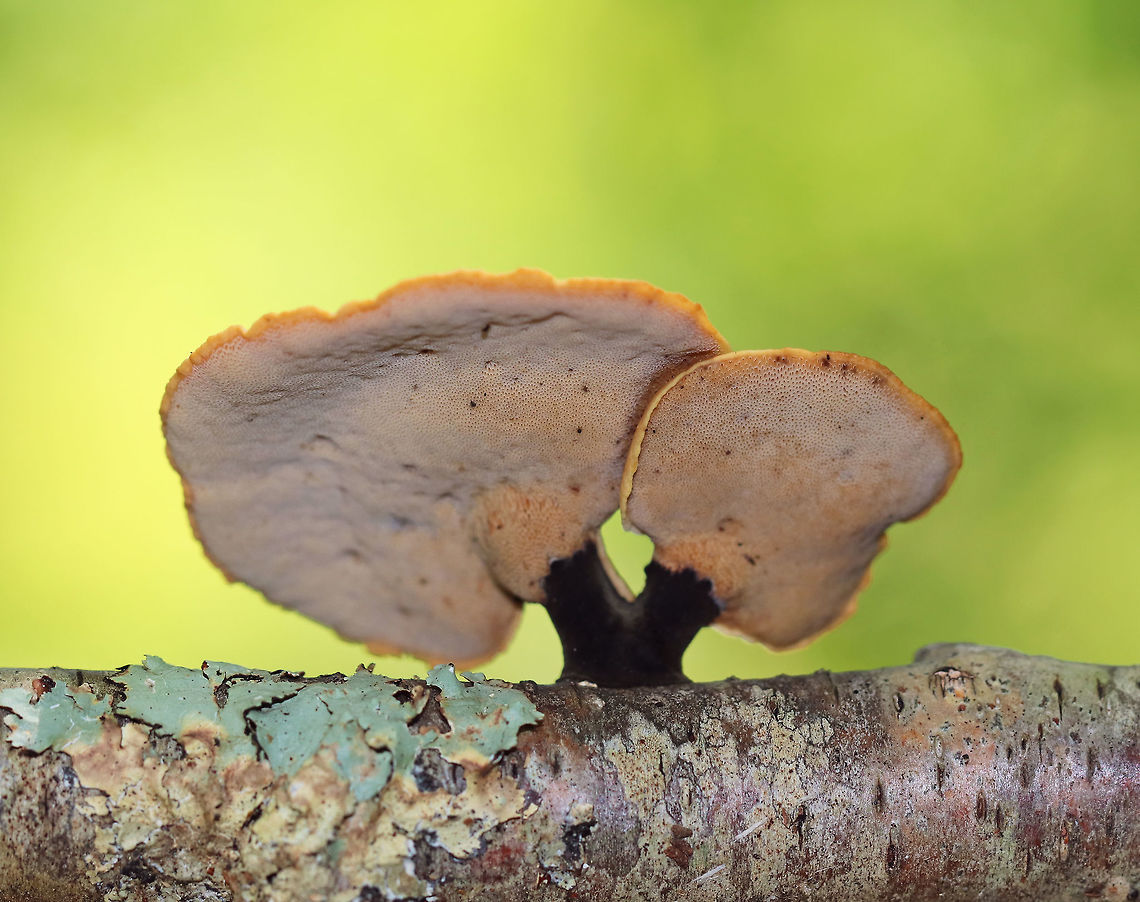 Black Footed Polypore - Picipes badius Orange-tan, irregular cap with white pores and black stipes.<br />
<br />
Habitat: Growing on a birch branch in a mixed forest.<br />
<figure class="photo"><a href="https://www.jungledragon.com/image/66237/black_footed_polypore_-_picipes_badius.html" title="Black Footed Polypore - Picipes badius"><img src="https://s3.amazonaws.com/media.jungledragon.com/images/3232/66237_thumb.jpg?AWSAccessKeyId=05GMT0V3GWVNE7GGM1R2&Expires=1759968010&Signature=m7xmgHl%2F1YrVfiAeU5PN%2BmM6N%2BM%3D" width="200" height="162" alt="Black Footed Polypore - Picipes badius Orange-tan, irregular cap with white pores and black stipes.<br />
<br />
Habitat: Growing on a birch branch in a mixed forest.<br />
<br />
https://www.jungledragon.com/image/66234/black_footed_polypore_-_royoporus_badius.html Geotagged,Picipes badius,Royoporus badius,Summer,United States,fungus,mushroom,polypore" /></a></figure><br />
<br />
<br />
<br />
 Geotagged,Picipes badius,Polyporus badius,Royoporus badius,Summer,United States,fungus,mushroom,polypore