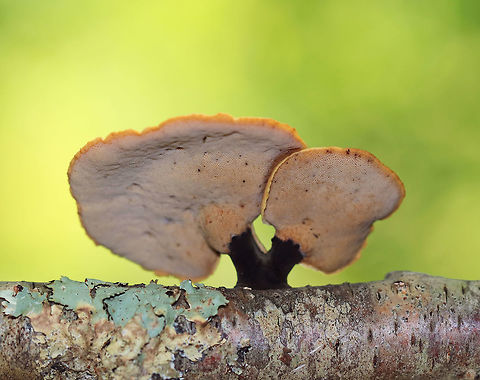 Black-footed polypore