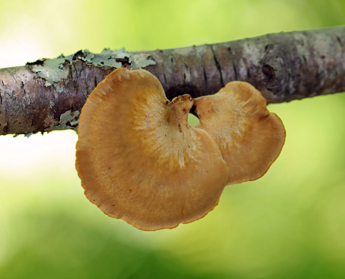 Black Footed Polypore - Picipes badius Orange-tan, irregular cap with white pores and black stipes.<br />
<br />
Habitat: Growing on a birch branch in a mixed forest.<br />
<br />
<figure class="photo"><a href="https://www.jungledragon.com/image/66234/black_footed_polypore_-_picipes_badius.html" title="Black Footed Polypore - Picipes badius"><img src="https://s3.amazonaws.com/media.jungledragon.com/images/3232/66234_thumb.jpg?AWSAccessKeyId=05GMT0V3GWVNE7GGM1R2&Expires=1769040010&Signature=ixKqbpuJm57HN10TTAWyXU%2Fk%2BYA%3D" width="200" height="160" alt="Black Footed Polypore - Picipes badius Orange-tan, irregular cap with white pores and black stipes.<br />
<br />
Habitat: Growing on a birch branch in a mixed forest.<br />
https://www.jungledragon.com/image/66237/black_footed_polypore_-_royoporus_badius.html<br />
<br />
<br />
<br />
 Geotagged,Picipes badius,Polyporus badius,Royoporus badius,Summer,United States,fungus,mushroom,polypore" /></a></figure> Geotagged,Picipes badius,Royoporus badius,Summer,United States,fungus,mushroom,polypore