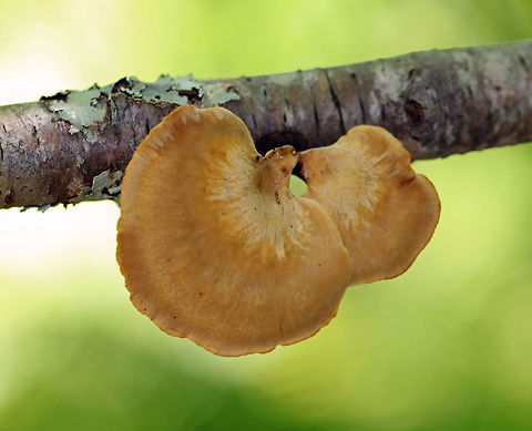 Black Footed Polypore - Picipes badius Orange-tan, irregular cap with white pores and black stipes.

Habitat: Growing on a birch branch in a mixed forest.

https://www.jungledragon.com/image/66234/black_footed_polypore_-_royoporus_badius.html Geotagged,Picipes badius,Royoporus badius,Summer,United States,fungus,mushroom,polypore