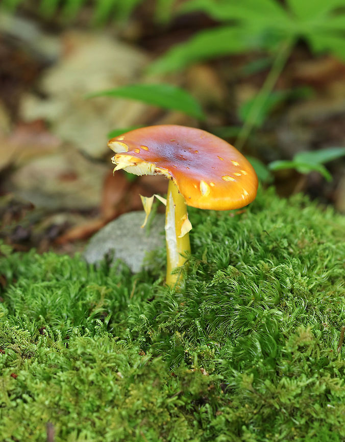American Yellow Dust Amanita - Amanita flavoconia Cap was about 5 cm diameter, orange, flat, and sticky. The gills were free, close, and white. The stems were yellow and ended in a slightly enlarged base, and had a skirtlike, yellowish ring. <br />
<br />
They were growing on the ground in moss in a mixed forest. Amanita flavoconia,Geotagged,Summer,United States,Yellow-dust Amanita