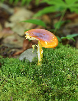 American Yellow Dust Amanita - Amanita flavoconia Cap was about 5 cm diameter, orange, flat, and sticky. The gills were free, close, and white. The stems were yellow and ended in a slightly enlarged base, and had a skirtlike, yellowish ring. 

They were growing on the ground in moss in a mixed forest. Amanita flavoconia,Geotagged,Summer,United States,Yellow-dust Amanita