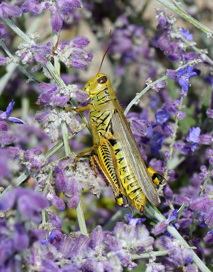 Differential Grasshopper - Melanoplus differentialis Forewings and pronotum are uniform, without any distinctive marks. Black herringbone markings on outer face of hind femora. Yellow hind tibiae.<br />
<br />
Habitat: Spotted on Russian sage (Perovskia atriplicifolia) in a rural garden.  I always walk over to this plant so I can smell it, and was glad to see this cute fella resting on the plant! Differential grasshopper,Geotagged,Melanoplus differentialis,Summer,United States,grasshopper,sage